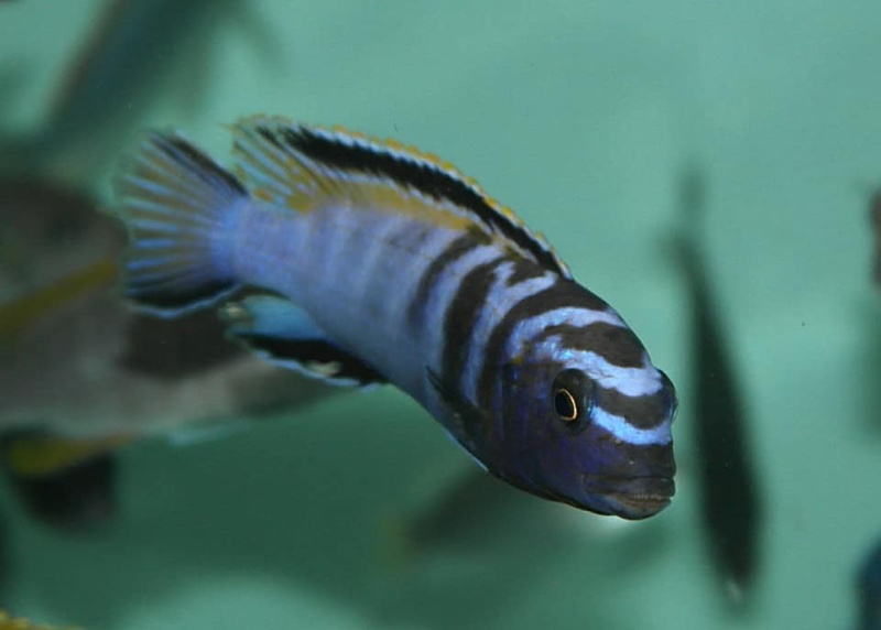 Tropheops kumwera 'Makokola Reef'